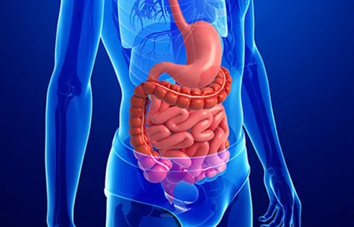 What Is Holozoic Nutrition_ A Basic Definition